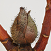 Rhododendron Blight - Photo (c) Justin Paulin, some rights reserved (CC BY), uploaded by Justin Paulin