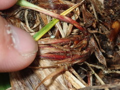 Carex debilis