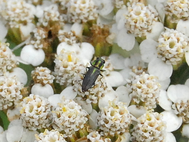 Bilyaxia maculicollis