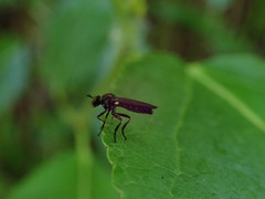 Eudioctria
