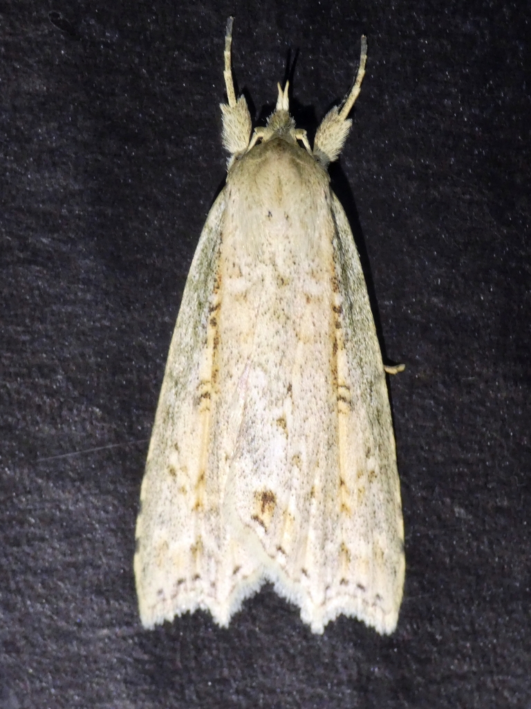 Olulis subrosea