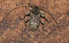 Eleothinus abstrusus