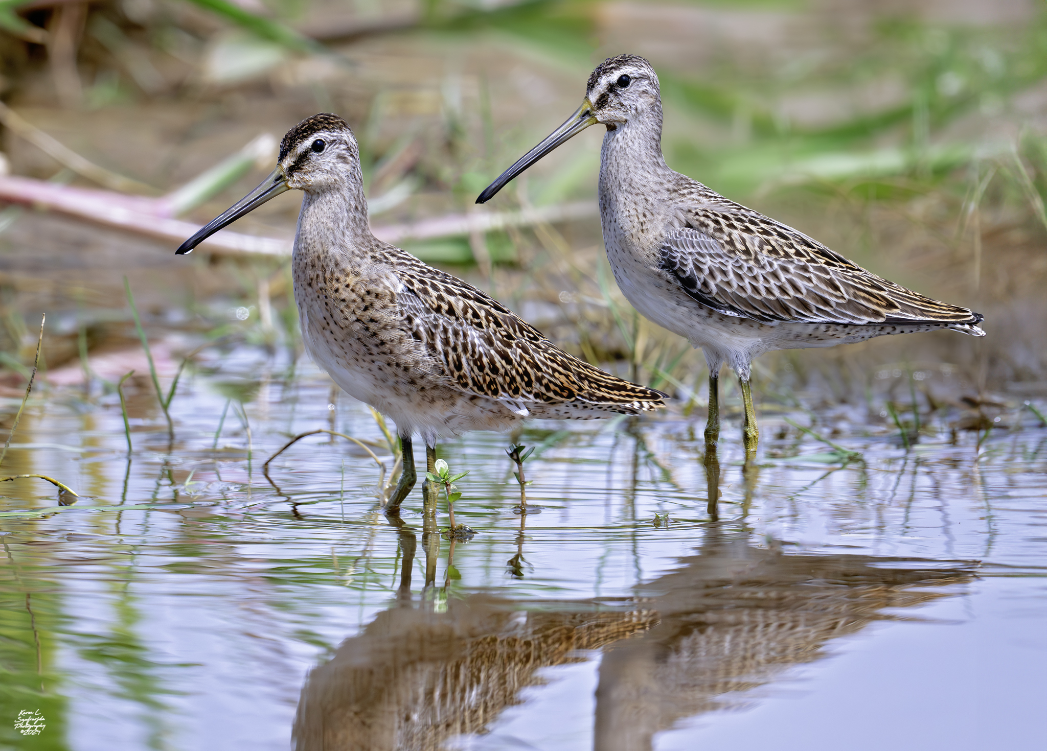 Short-billed Dowitcher (Limnodromus griseus)
