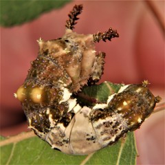 Limenitis archippus archippus