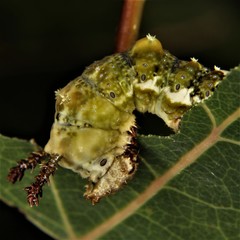 Limenitis archippus archippus