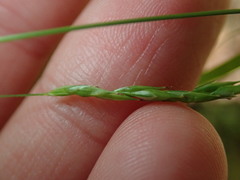 Carex debilis