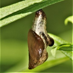 Limenitis archippus archippus