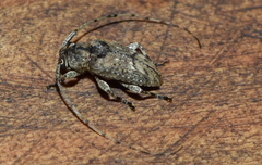 Eleothinus abstrusus