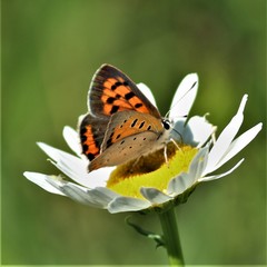 Lycaena phlaeas hypophlaeas