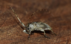 Eleothinus abstrusus