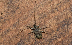 Eleothinus abstrusus