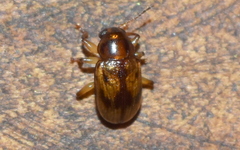 Metachroma clarkei