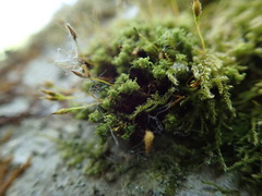 Ulota obtusiuscula