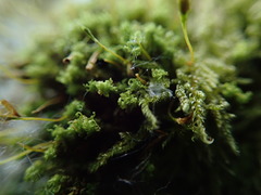 Ulota obtusiuscula