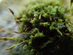 Ulota obtusiuscula