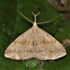 Phalaenostola metonalis