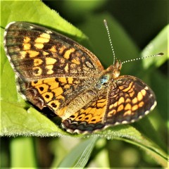 Phyciodes cocyta selenis