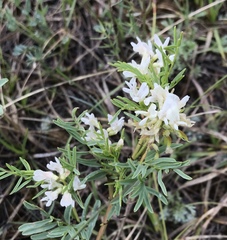 Astragalus tenellus