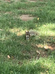 Sciurus carolinensis