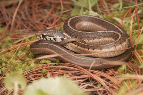 Photo of a Conant's Garter Snake (Thamnophis conanti)