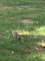 Sciurus carolinensis