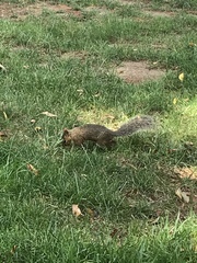 Sciurus carolinensis