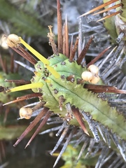 Anthacanthae