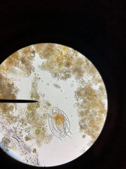 Macrochaetus sericus