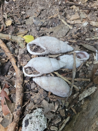 Maoristylus bivaricosus observed 2024-09-11