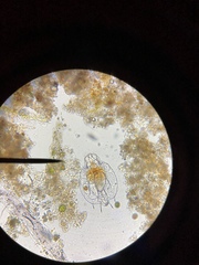 Macrochaetus sericus