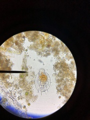 Macrochaetus sericus