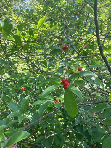 Image of Ilex laevigata by no rights reserved