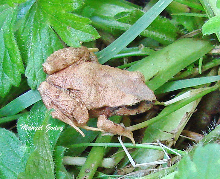Eupsophus altor Nuñez, Rabanal & Formas, 2012