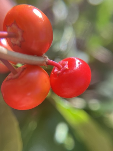 Image of Ilex laevigata by no rights reserved