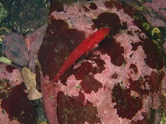 Kelp Greenling photo 3