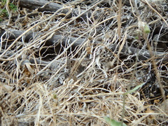 Cercyonis sthenele hypoleuca