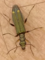 Oedemera barbara