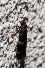 Oegoconia novimundi