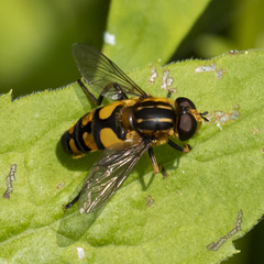 Helophilus obscurus