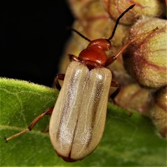 Zonitis bilineata