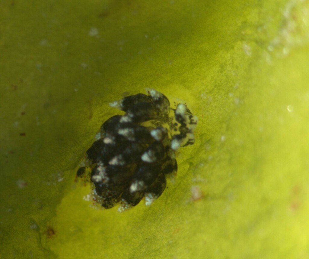 Costasiella nonatoi