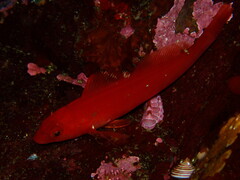 Masked Greenling photo 3