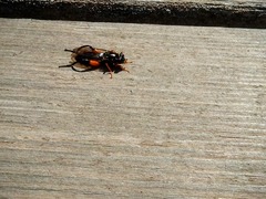 Chalcosyrphus curvaria