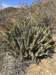 Anthacanthae