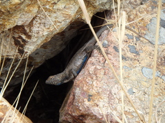 Sceloporus occidentalis becki