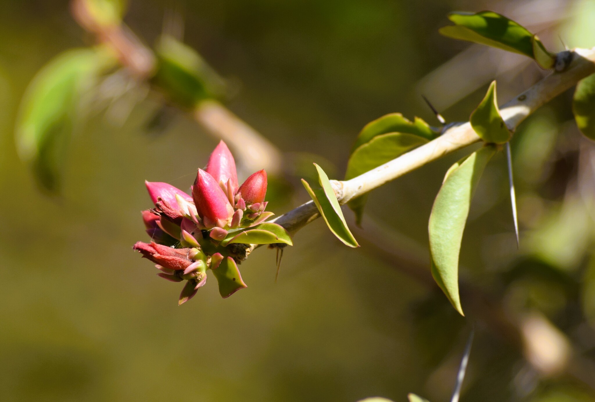 Pereskia grandifolia