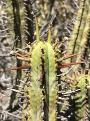 Anthacanthae