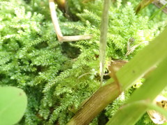 Brachytheciastrum velutinum