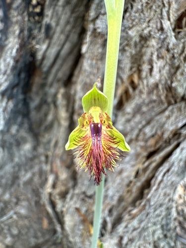 Image of Calochilus campestris by (c) Lukas Clews, some rights reserved (CC BY)