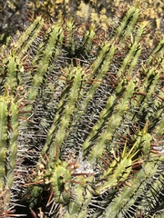 Anthacanthae